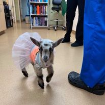 Airport Pet Emergency Clinic