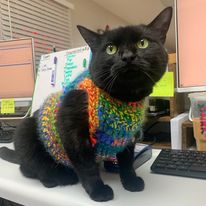 Airport Pet Emergency Clinic