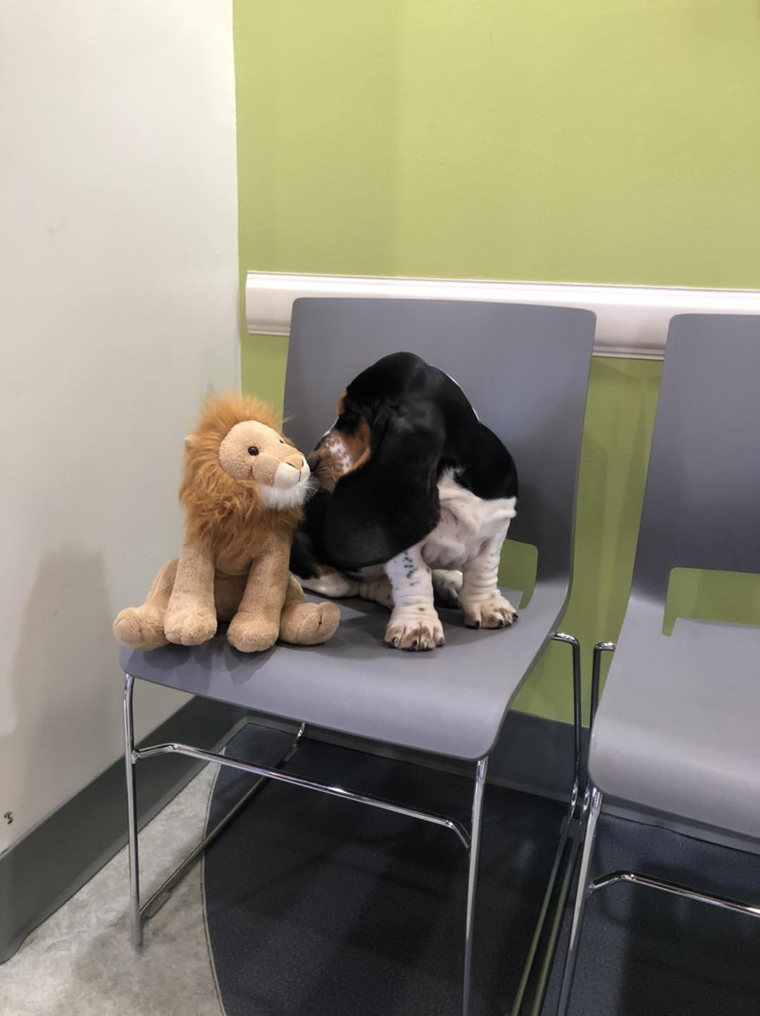 Elizabethton Veterinary Clinic