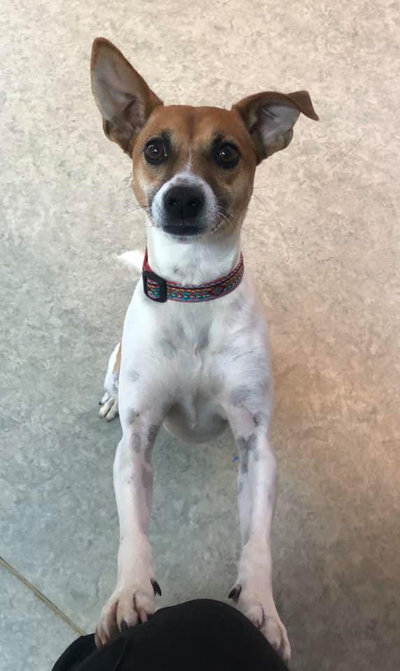 Elizabethton Veterinary Clinic