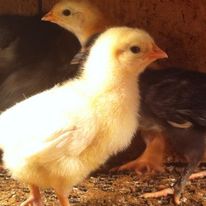 Farmer’s Exchange 123