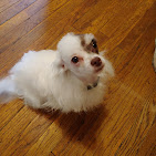 Gina’s Scissor Works Pet Grooming