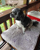 Gina’s Scissor Works Pet Grooming