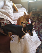 Silver Clipper Pet Grooming & Boarding